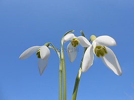 雪花莲,春天,白色的花