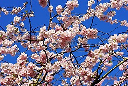 櫻花,日本櫻花,氣味