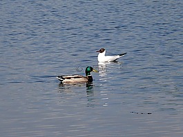 bia?obrzegi,遠景,鳥