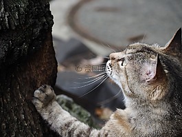 猫咪,木材,向上看