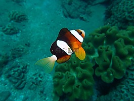 魚,海,潛水