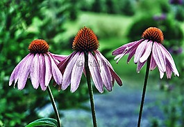 松果菊,coneflower,花