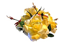 花,玫瑰,玫瑰綻放