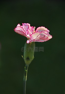 康乃馨,粉色,花卉