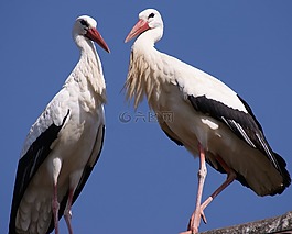 鸛,鳥,鳥類