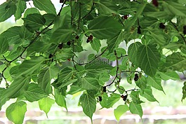 葉,綠色,樹