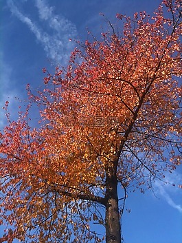 樹,葉子,天空