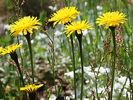 鮮花,草地,花園