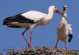 鸛,鳥,鳥類