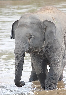 象,野生動物,水