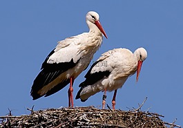 鸛,鳥,鳥類
