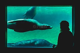 水下,水族館,海獅
