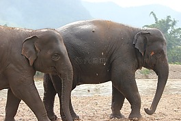 象,哺乳動物,野生動物