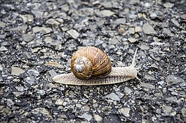 蝸牛,殼,動(dòng)物