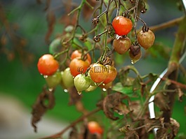 番茄,花園,蔬菜