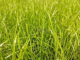 草,綠色,草坪