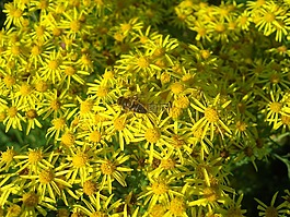 hoverfly,花,自然