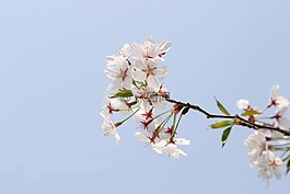 春天,櫻花盛開,天空
