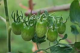 番茄,蔬菜,食品