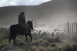 羊,放牧,字段