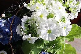 鲜花,德卡,安排