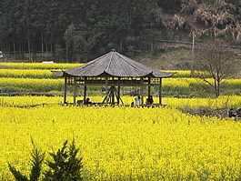中國,鮮花,黃色