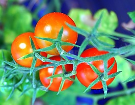 食品,蔬菜,蕃茄
