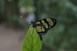 蝴蝶,昆蟲,翅膀
