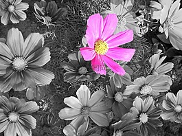 cosmea,开花,宇宙