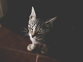 貓,寵物,動物