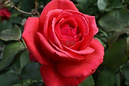 玫瑰,紅玫瑰,開花