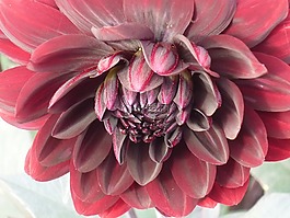 嬌琴紗,花,開花