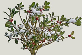 冬季灌木,冬天,雪