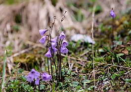 紫色的小花,高山花卉,花卉