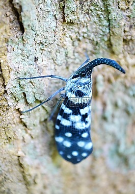 canthigaster 蝉,内陷,多彩