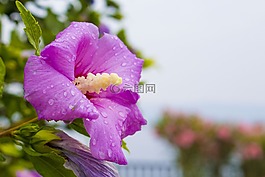 槿,花,克羅地亞