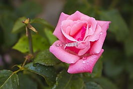 玫瑰,花,薔薇花