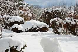 冬天,雪,冬季灌木叢