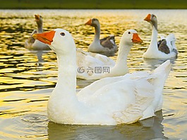 鴨子,湖,性質(zhì)