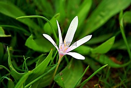 番红花,geofit,花卉