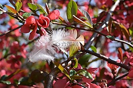 鳥類羽毛,紅色花朵,布什