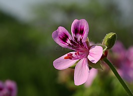 花,天竺葵,盛開