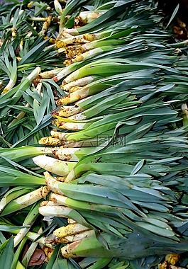 范香蕉,大黃,偷拍
