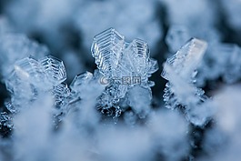 霜,eiskristalle,冬天