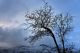 雪,冬季景觀,樹(shù)