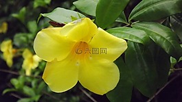 花,comala,植物