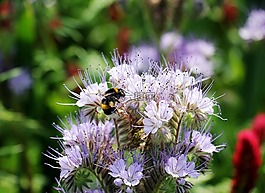 野花,艾菊 phazelie,bueschelschoen