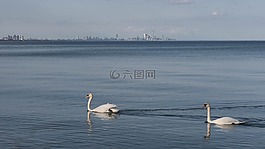 天鵝,游泳,水