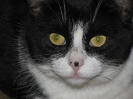 貓,眩光,動物