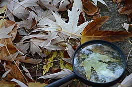 葉子,秋,鏡頭